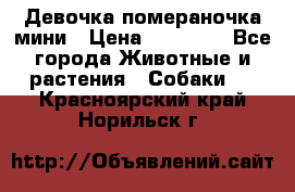 Девочка помераночка мини › Цена ­ 50 000 - Все города Животные и растения » Собаки   . Красноярский край,Норильск г.